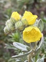 Helianthemum stipulatum