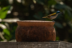Cyanomitra verticalis