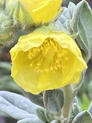Helianthemum stipulatum