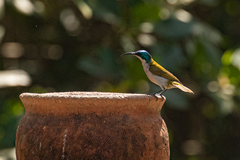 Cyanomitra verticalis