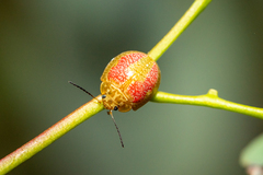 Paropsisterna fastidiosa