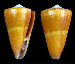 Conus daucus