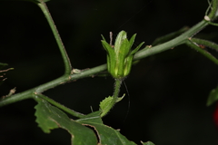 Malvaviscus penduliflorus