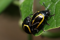 Desmogramma