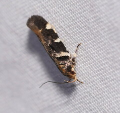 Macrobathra ceraunobola