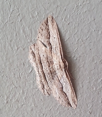 Euphronarcha luxaria