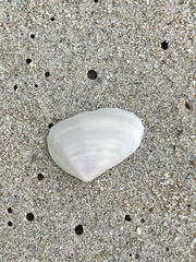 Tellinoidea