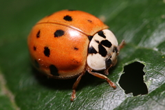 Harmonia