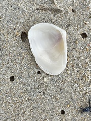 Tellinoidea