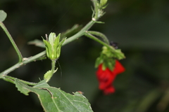 Malvaviscus penduliflorus