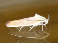 Ptyoptila matutinella