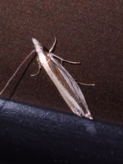 Erechthias stilbella