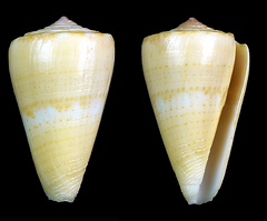 Conus daucus