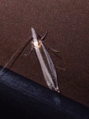 Erechthias stilbella