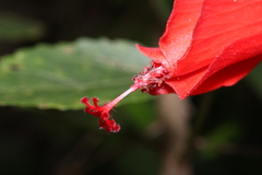 Malvaviscus penduliflorus