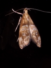 Gymnobathra hamatella