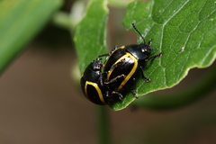 Desmogramma