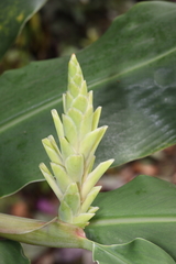 Hedychium