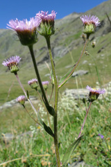 Erigeron atticus