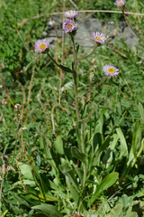 Erigeron atticus
