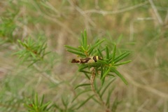 Macrobathra chrysotoxa
