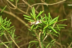 Macrobathra chrysotoxa