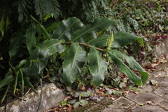 Hedychium