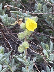 Helianthemum stipulatum