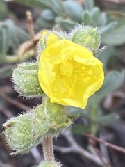 Helianthemum stipulatum
