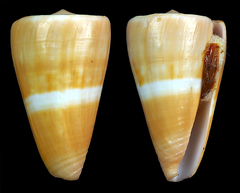 Conus daucus