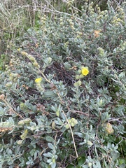 Helianthemum stipulatum