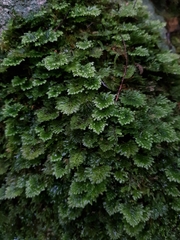 Hypnodendron