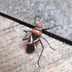 Dysdercus decussatus