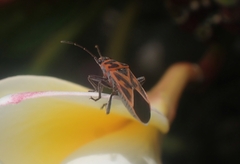 Graptostethus servus