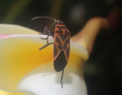 Graptostethus servus