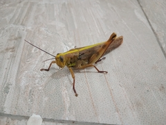 Valanga nigricornis