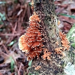 Echinoporia aculeifera