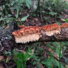 Echinoporia aculeifera