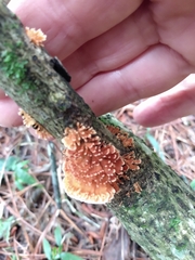 Echinoporia aculeifera