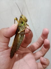 Valanga nigricornis