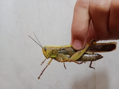 Valanga nigricornis