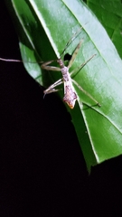 Epidaus sexspinus