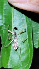 Epidaus sexspinus
