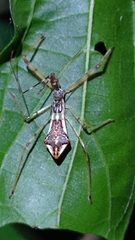 Epidaus sexspinus