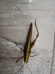 Valanga nigricornis