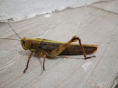 Valanga nigricornis