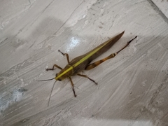 Valanga nigricornis