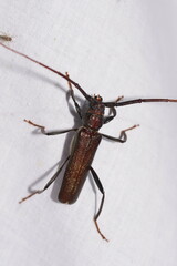 Xystrocera virescens