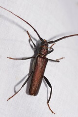 Xystrocera virescens