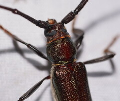 Xystrocera virescens